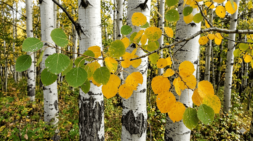 Quaking Aspen
